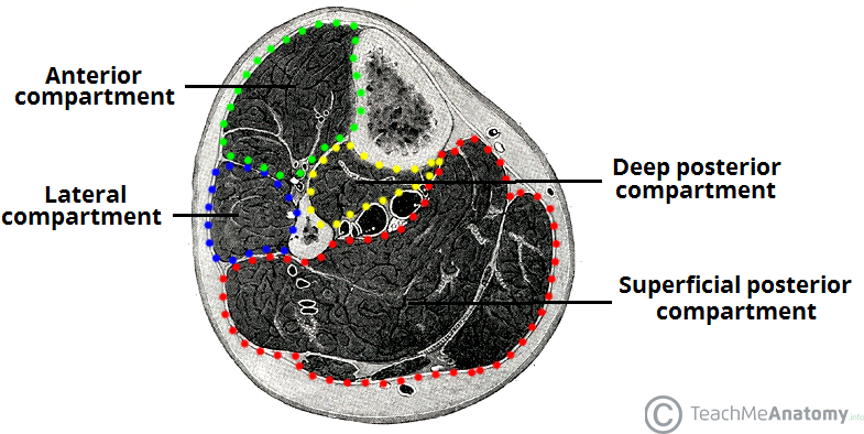 Fig 1 - The four compartments of the leg.